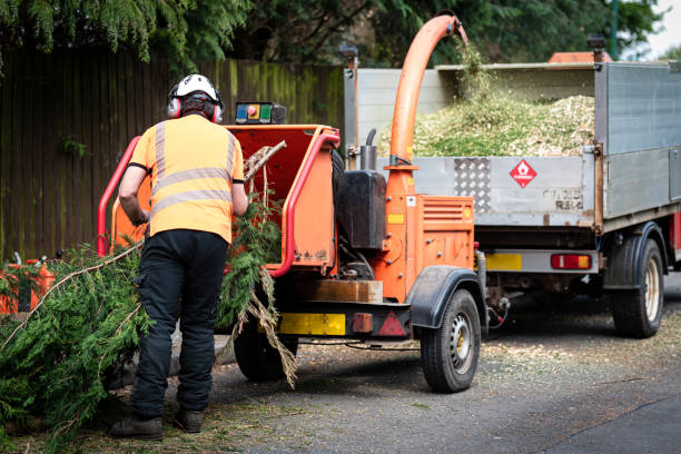 Best Tree Care Services  in Indian Head, MD